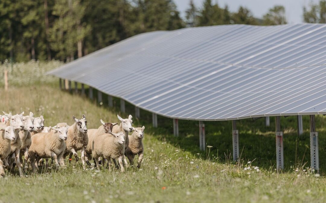ÖBB nimmt bereits zweite Agri-Photovoltaikanlage in Betrieb